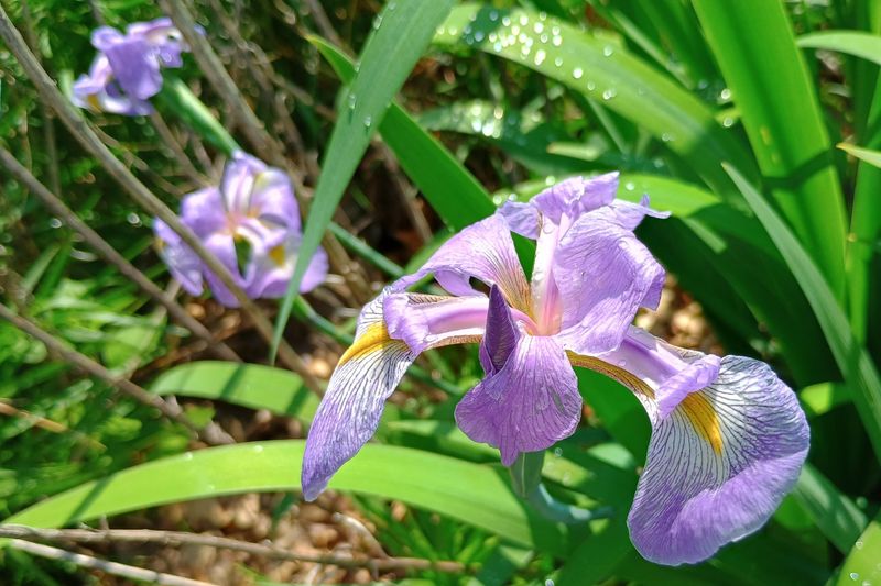 Spring Blooms Feed Early Visitors Spring Blooms Feed Early Visitors