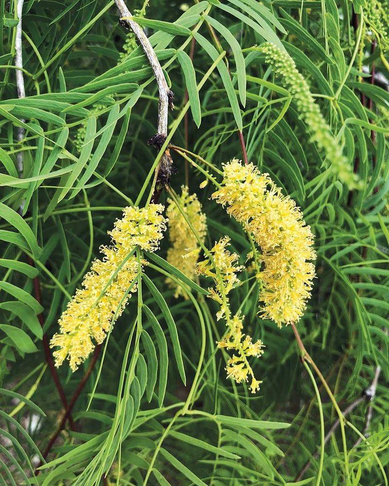 Spring Blooms Feed Native Pollinators