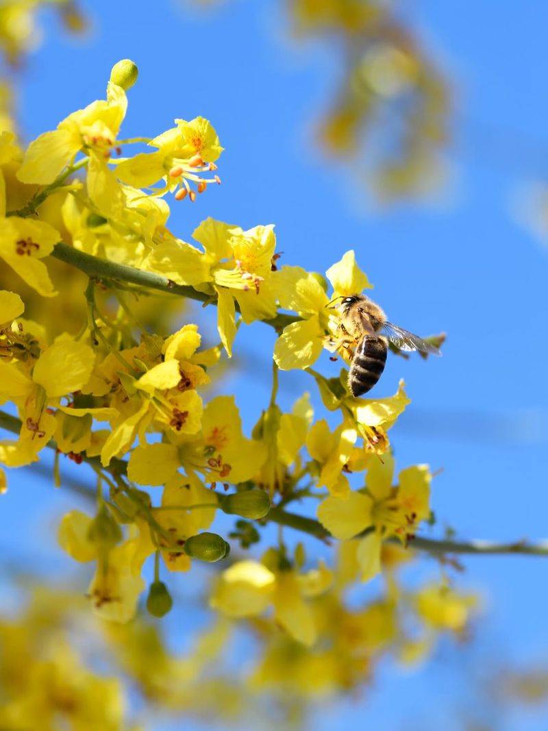 Spring Blooms Support Desert Pollinators