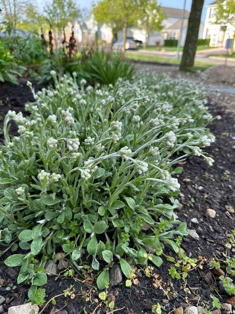 Spring Flowers Add Gentle Seasonal Interest Spring Flowers Add Gentle Seasonal Interest