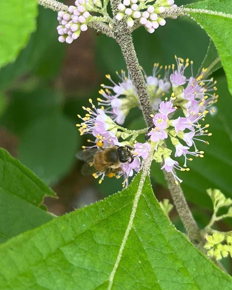 Spring Flowers Attract Bees And Butterflies