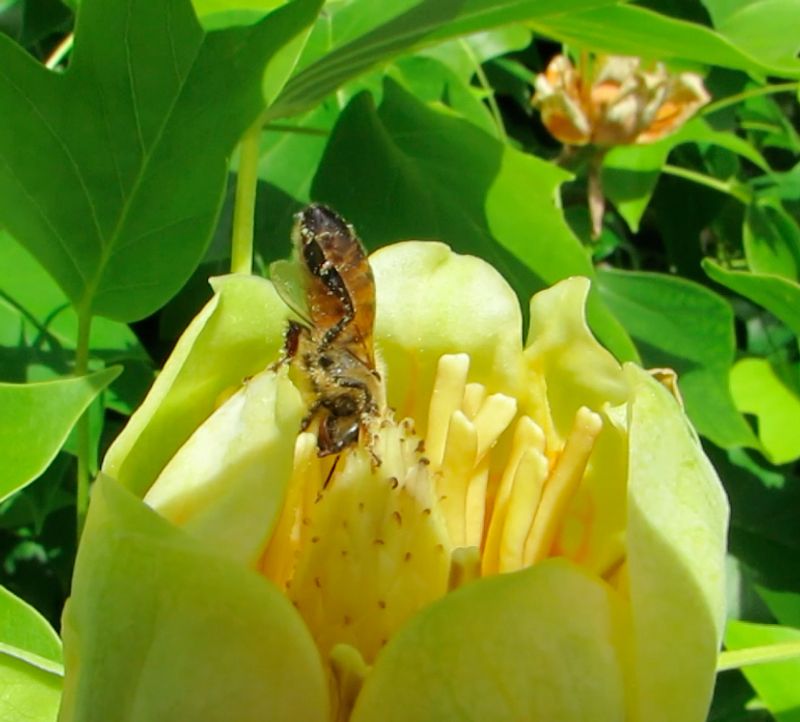 Spring Flowers Attract Bees And Pollinators