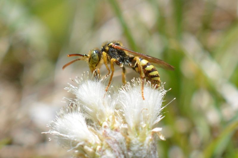 Spring Flowers Support North Carolina Pollinators Spring Flowers Support North Carolina Pollinators