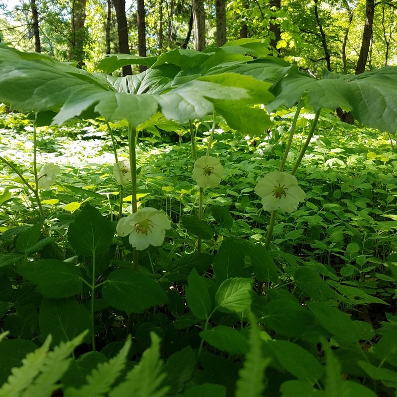 Spring Is When Mayapple Shines Most Spring Is When Mayapple Shines Most