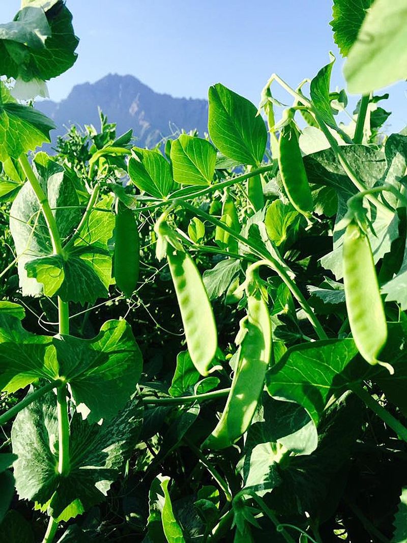 Spring Peas Spring Peas