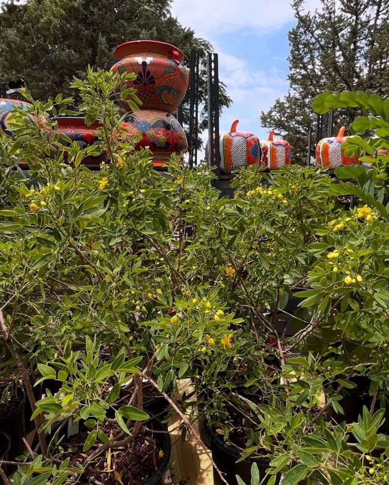 Spring Planting Gives Roots Time To Settle
