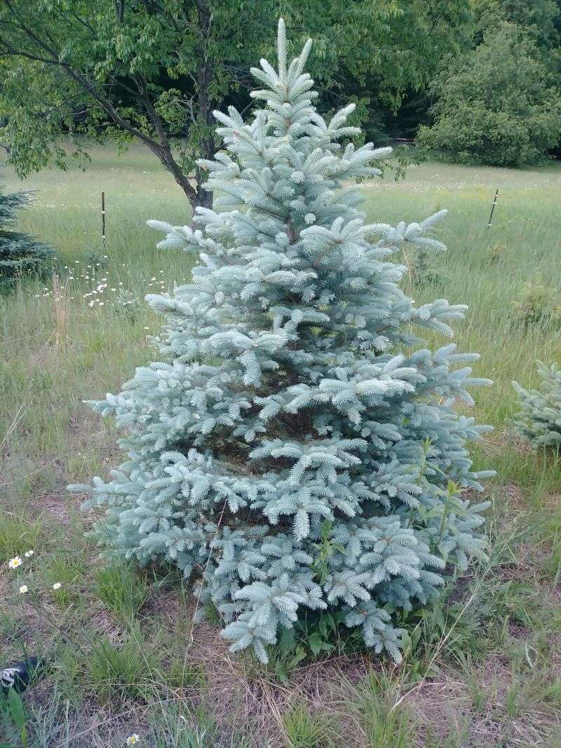Spruce Branches Create Ladder Fuel