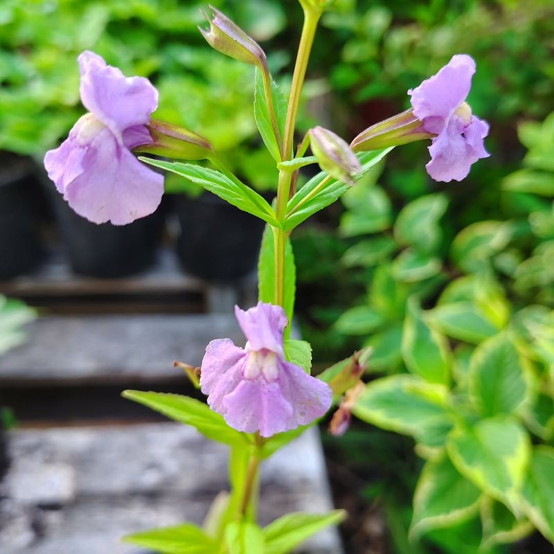 Square-Stemmed Monkeyflower Square-Stemmed Monkeyflower
