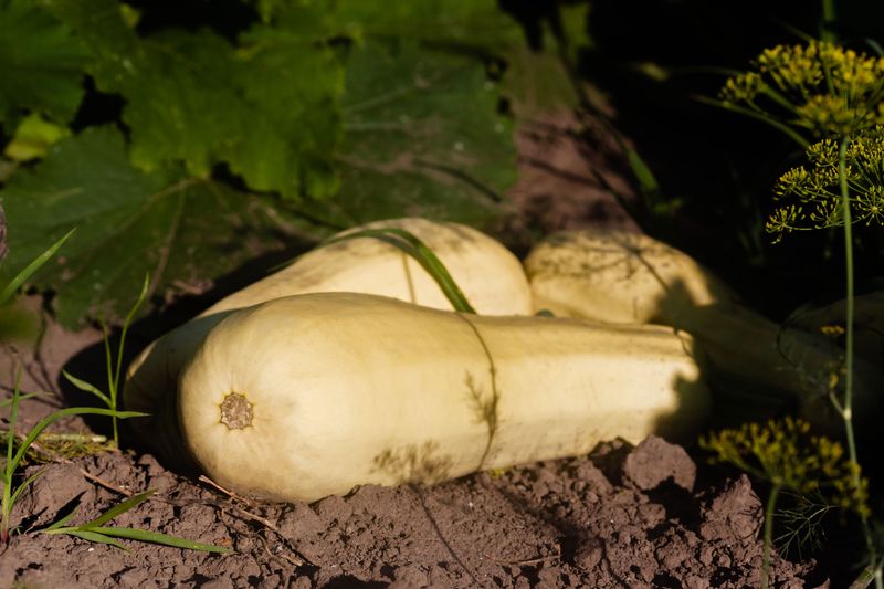 Squash