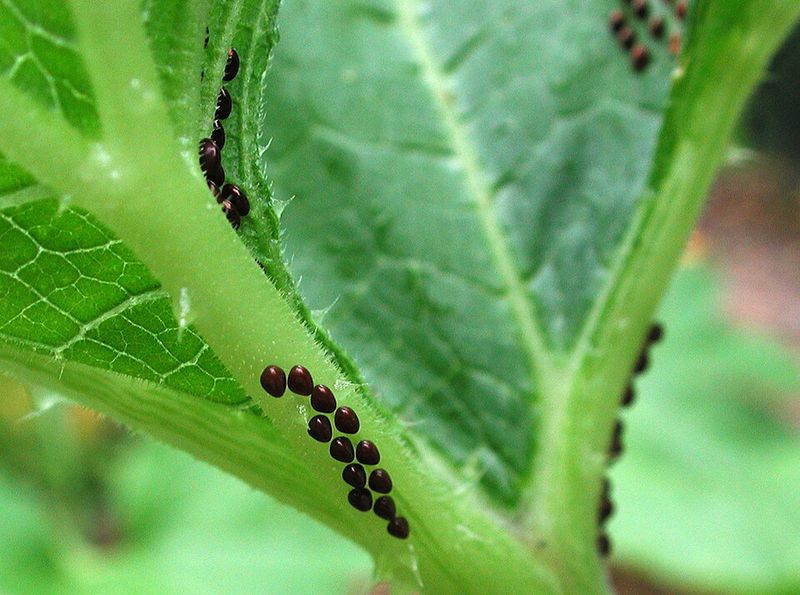 Squash Any Eggs Found Before They Hatch
