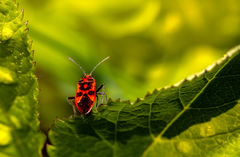 Squash Bugs And Cucumber Beetles Squash Bugs And Cucumber Beetles