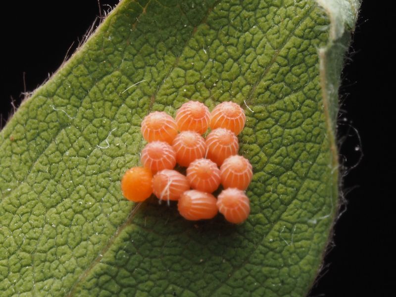Squash Bugs Cluster Under Leaves Laying Bronze Eggs Squash Bugs Cluster Under Leaves Laying Bronze Eggs