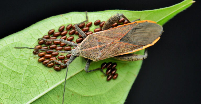 Squash Bugs Wrecking Your Harvest? Here’s How To Get Rid Of Them In Kansas