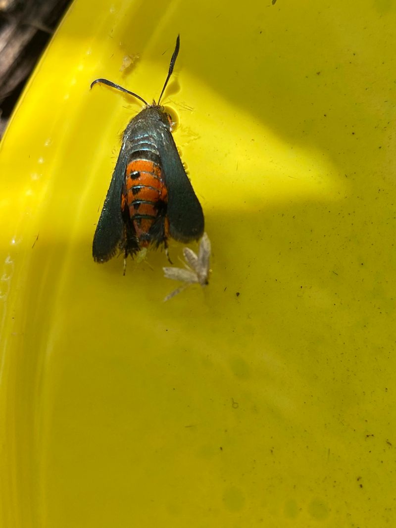 Squash Vine Borer Is Inside Squash Vine Borer Is Inside