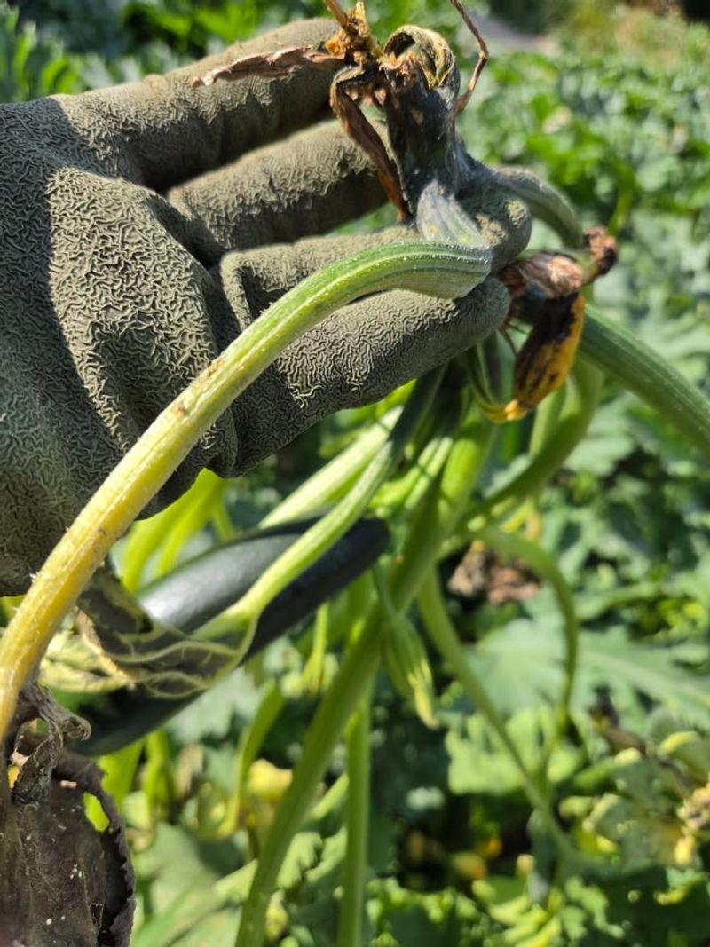 Squash Vine Borers Feed Hidden Inside The Stems Squash Vine Borers Feed Hidden Inside The Stems