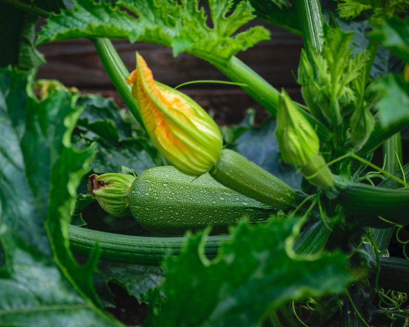 Squash