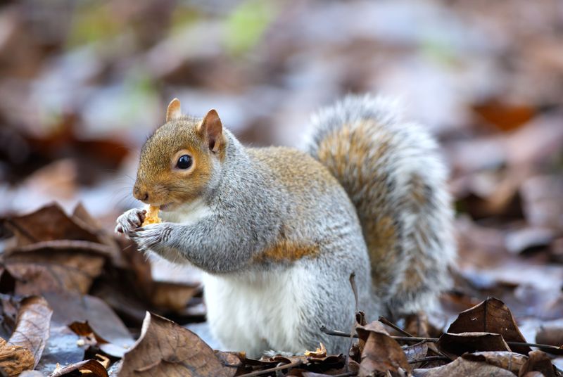 Squirrels And Birds Rely On This Fall Seed Drop Squirrels And Birds Rely On This Fall Seed Drop