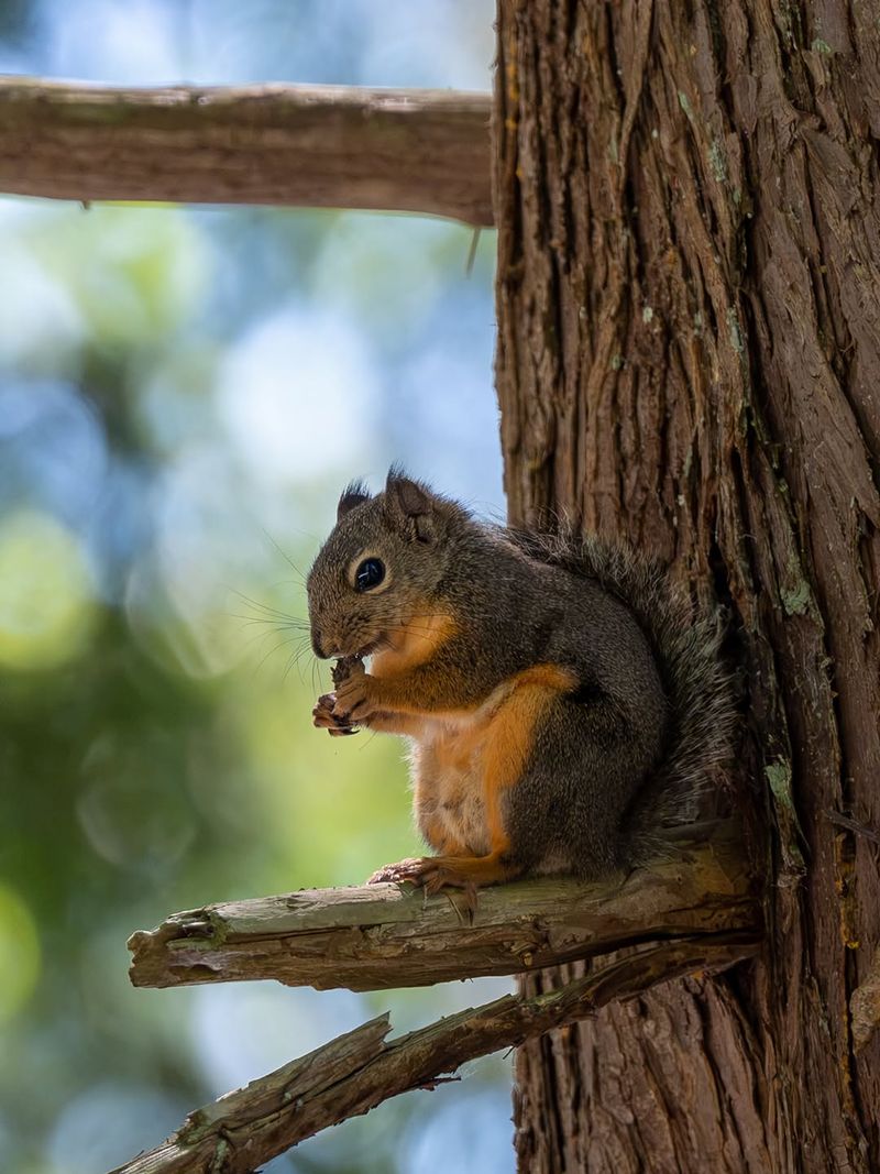 Squirrels Are Gnawing, Not Pruning Squirrels Are Gnawing, Not Pruning