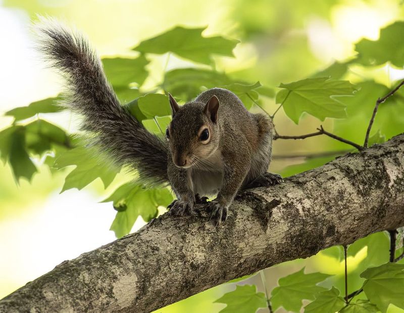 Squirrels