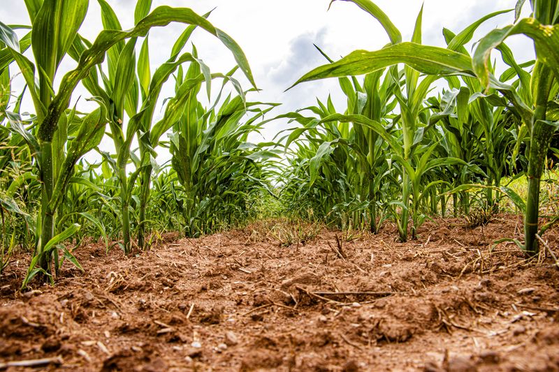 Staggered Planting Stretched The Harvest All Summer Staggered Planting Stretched The Harvest All Summer
