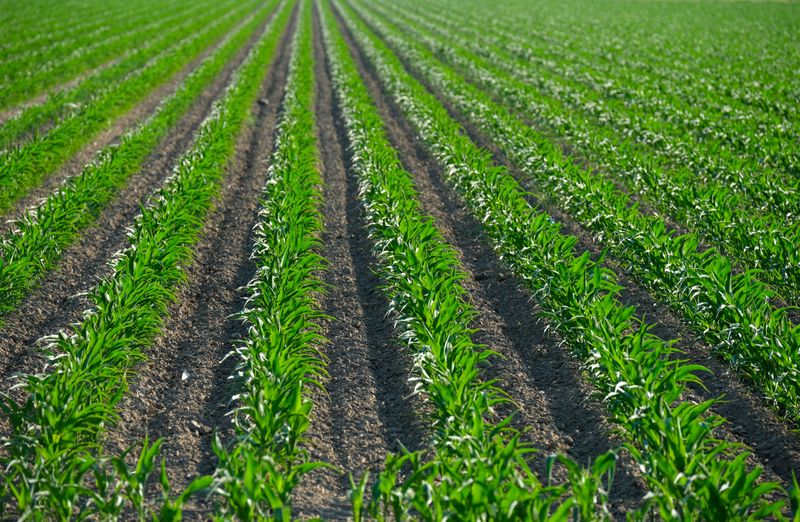 Staggered Planting for a Longer Harvest