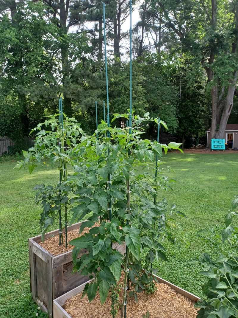 Stake And Support Tall Plants Before Wind Arrives Stake And Support Tall Plants Before Wind Arrives