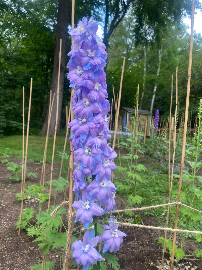 Stake Any Fresh Flower Stems Early Stake Any Fresh Flower Stems Early
