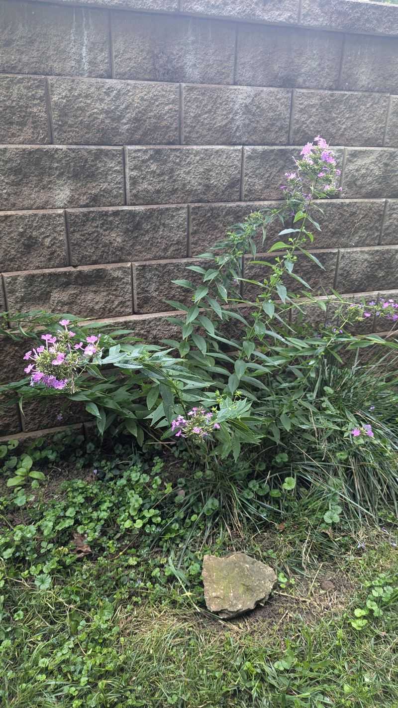 Stake Floppy Stems Before Storms Flatten Them