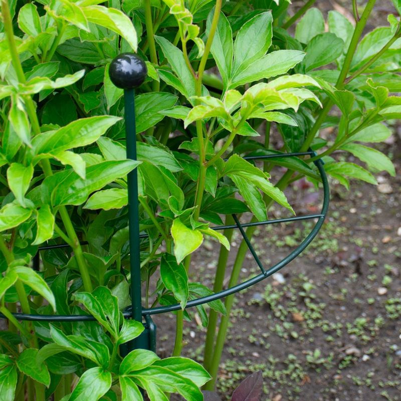 Stake Only Plants That Truly Need Support Stake Only Plants That Truly Need Support