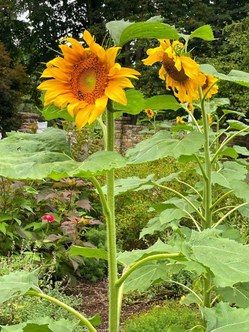 Stake Tall Plants Before Storms Snap Them