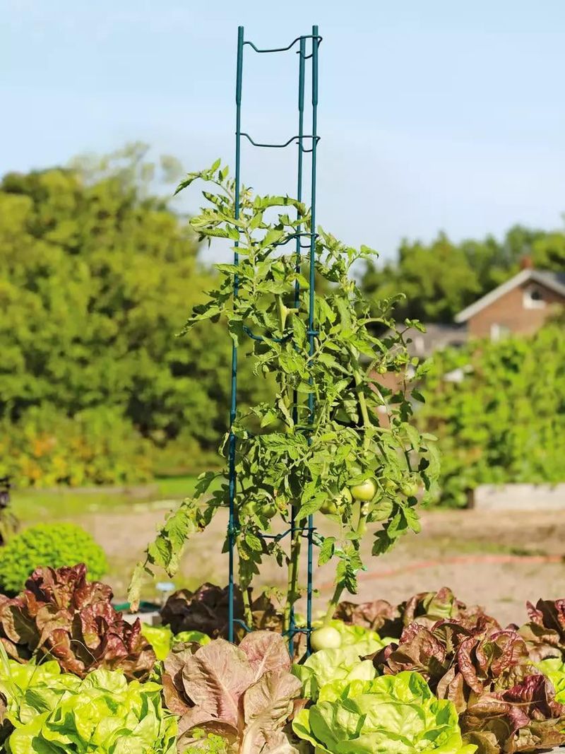 Stake Tall Plants Early