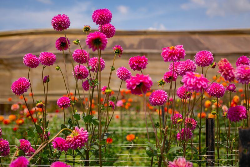 Stake Tall Varieties To Prevent Stem Breakage Stake Tall Varieties To Prevent Stem Breakage