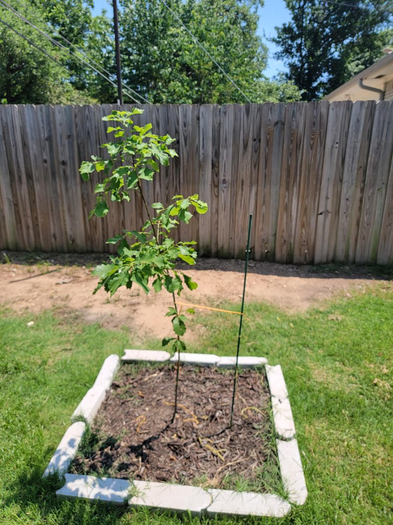 Stake Without Stripping Protective Growth