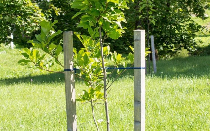 Stake Young Trees Before Winds Arrive Stake Young Trees Before Winds Arrive