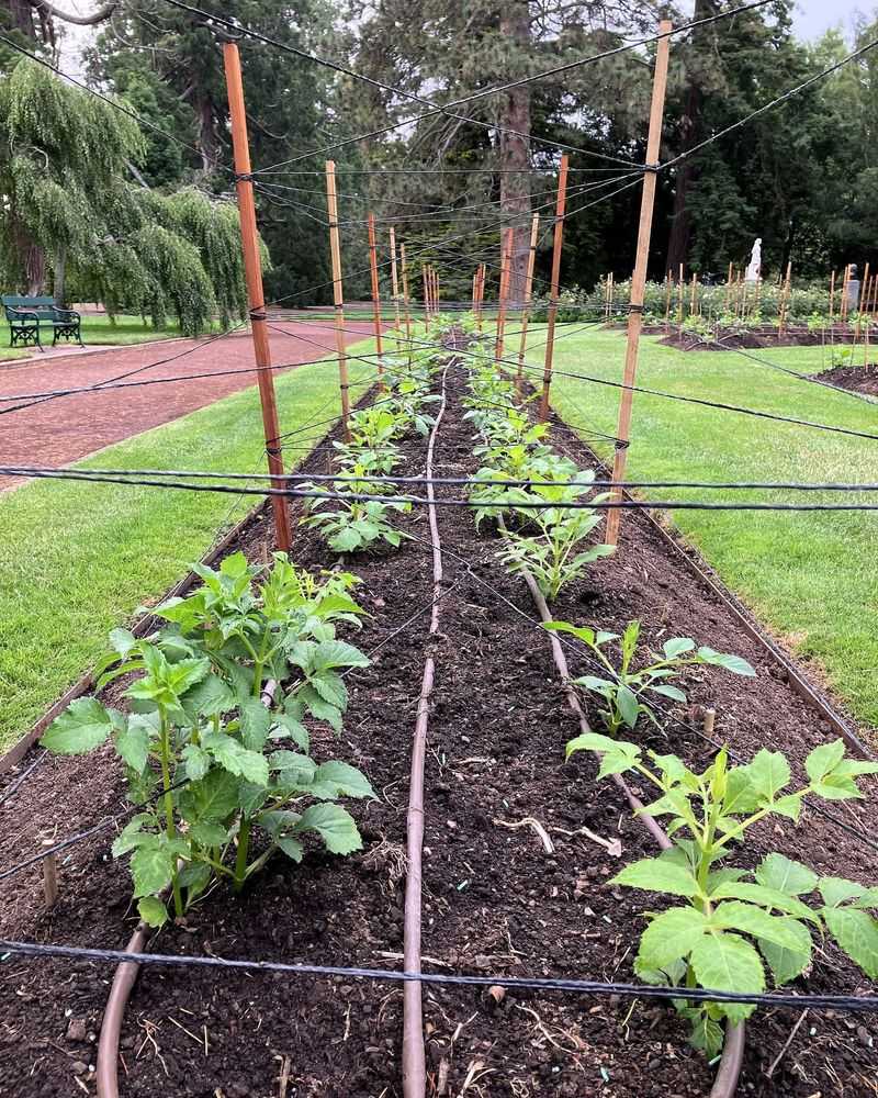 Stakes Must Be Firm Before The Soil Becomes Saturated Stakes Must Be Firm Before The Soil Becomes Saturated