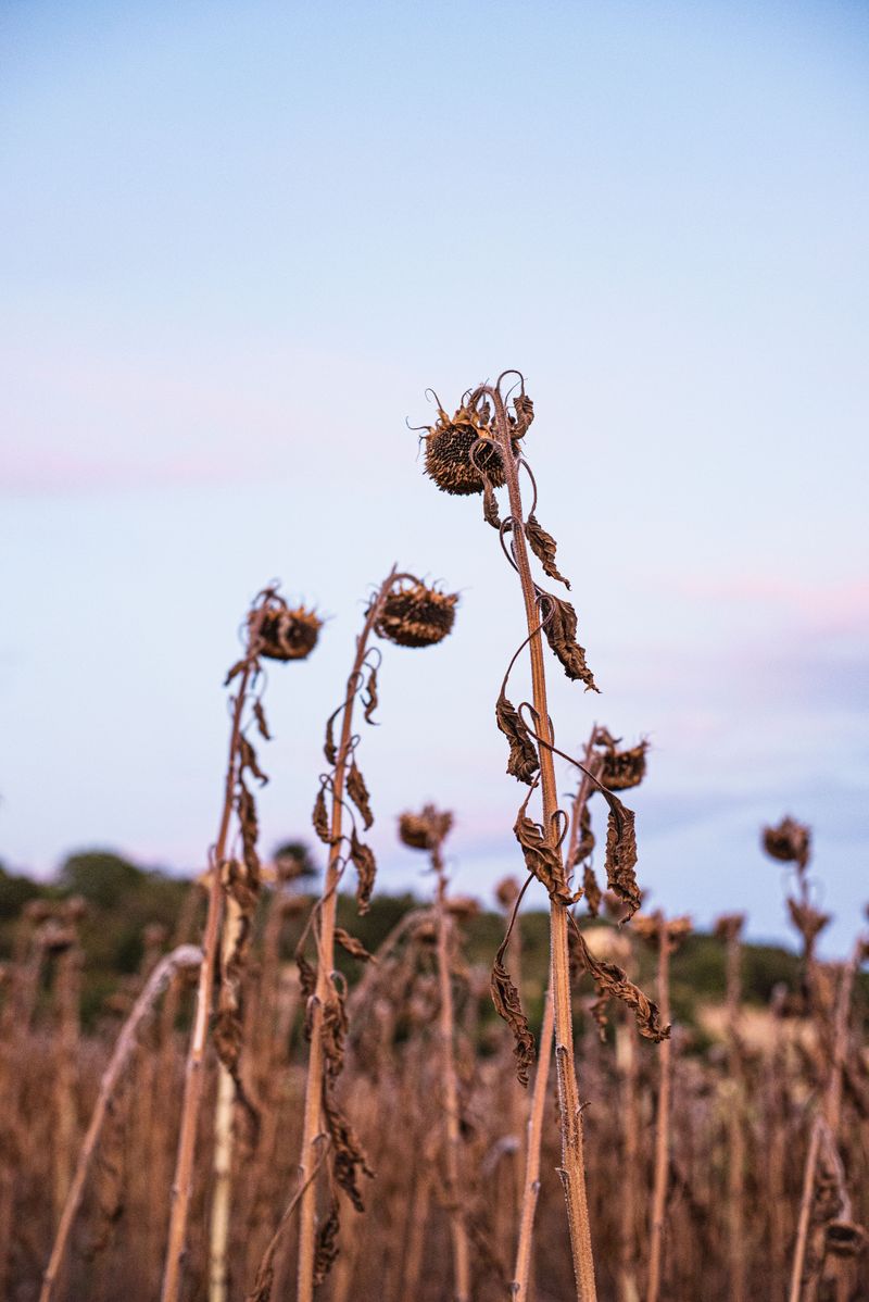 Stalks And Roots Need A Plan Before Oregon Rains Arrive Stalks And Roots Need A Plan Before Oregon Rains Arrive