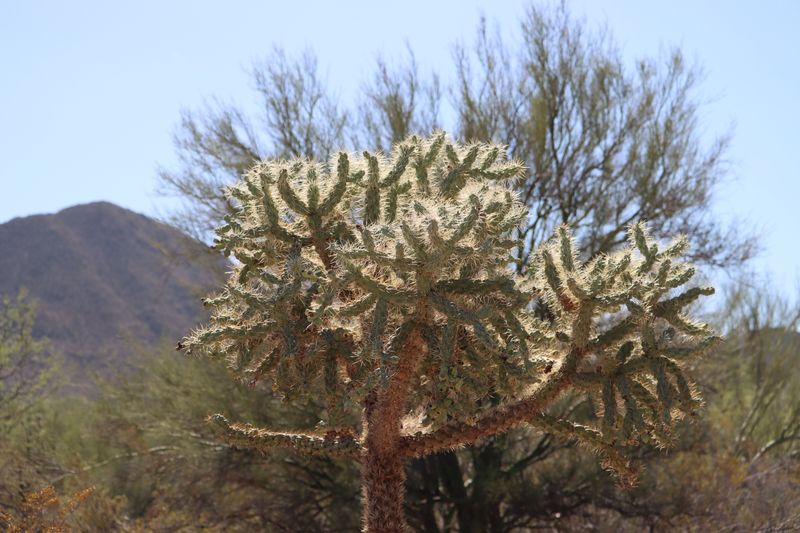 Standing Cholla Or Prickly Pear Cactus