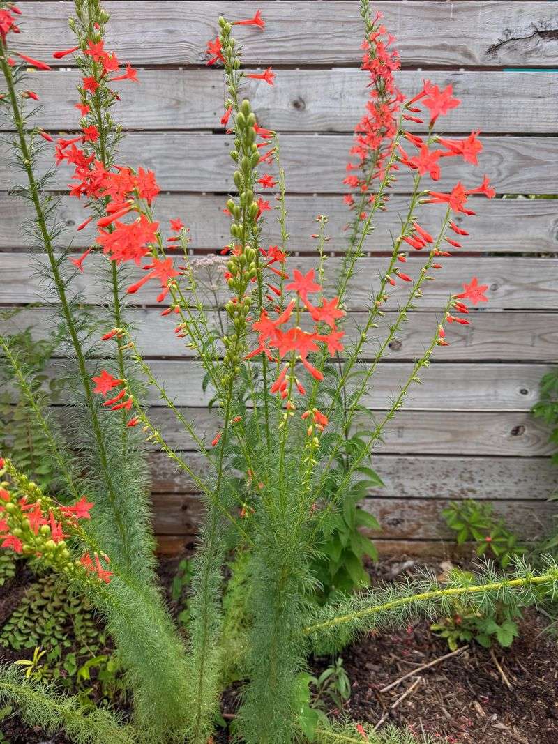 Standing Cypress Adds Tall Nectar Signals Standing Cypress Adds Tall Nectar Signals