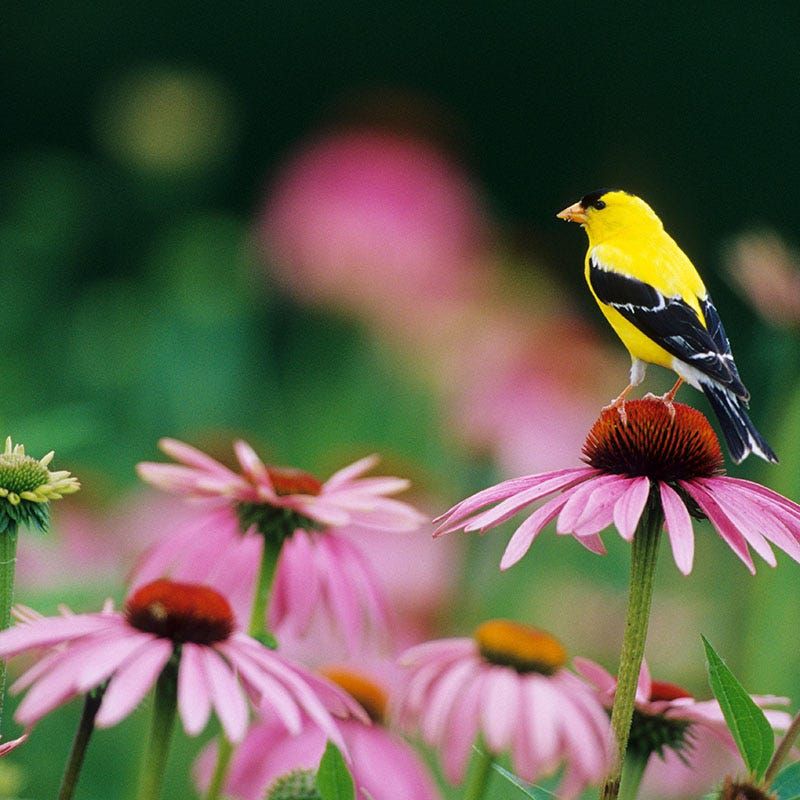 Standing Flowers Offer Food