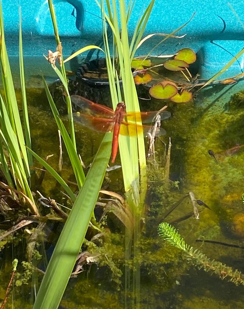 Standing Water Supports More Flying Insects