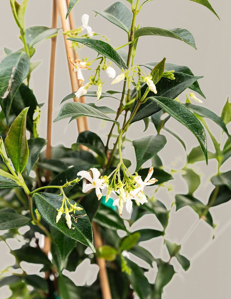Star Jasmine Star Jasmine