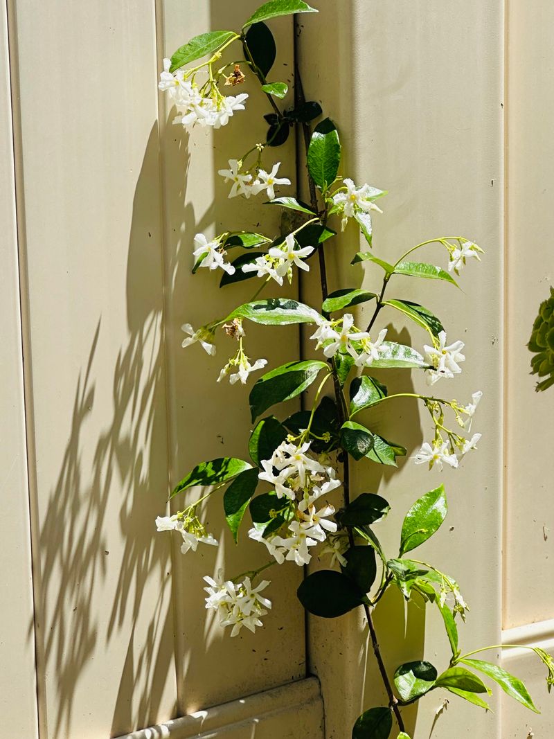 Star Jasmine Can Be Tidied After Growth Flushes Star Jasmine Can Be Tidied After Growth Flushes