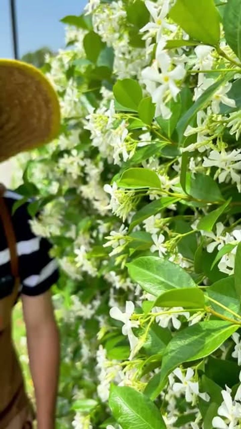 Star Jasmine Can Tangle Around Lines And Panels Star Jasmine Can Tangle Around Lines And Panels