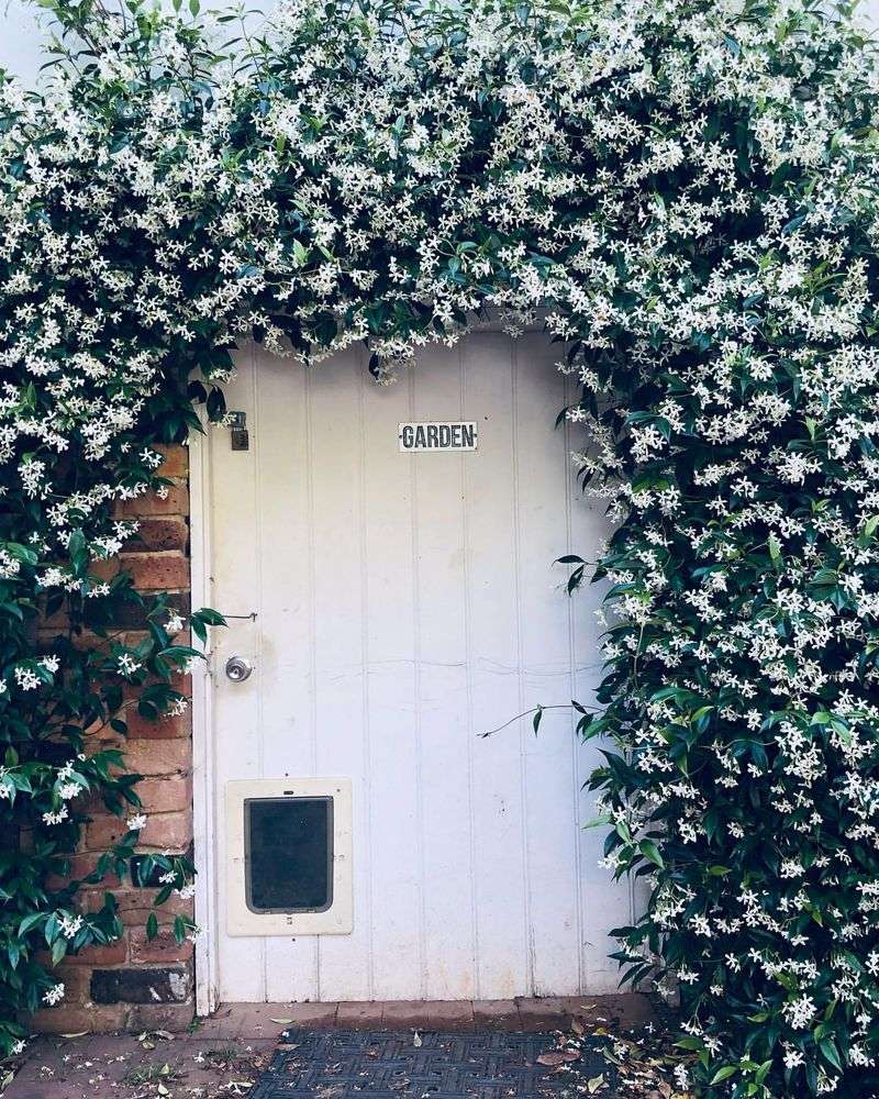 Star Jasmine Can Transform A Front-Door Arrival