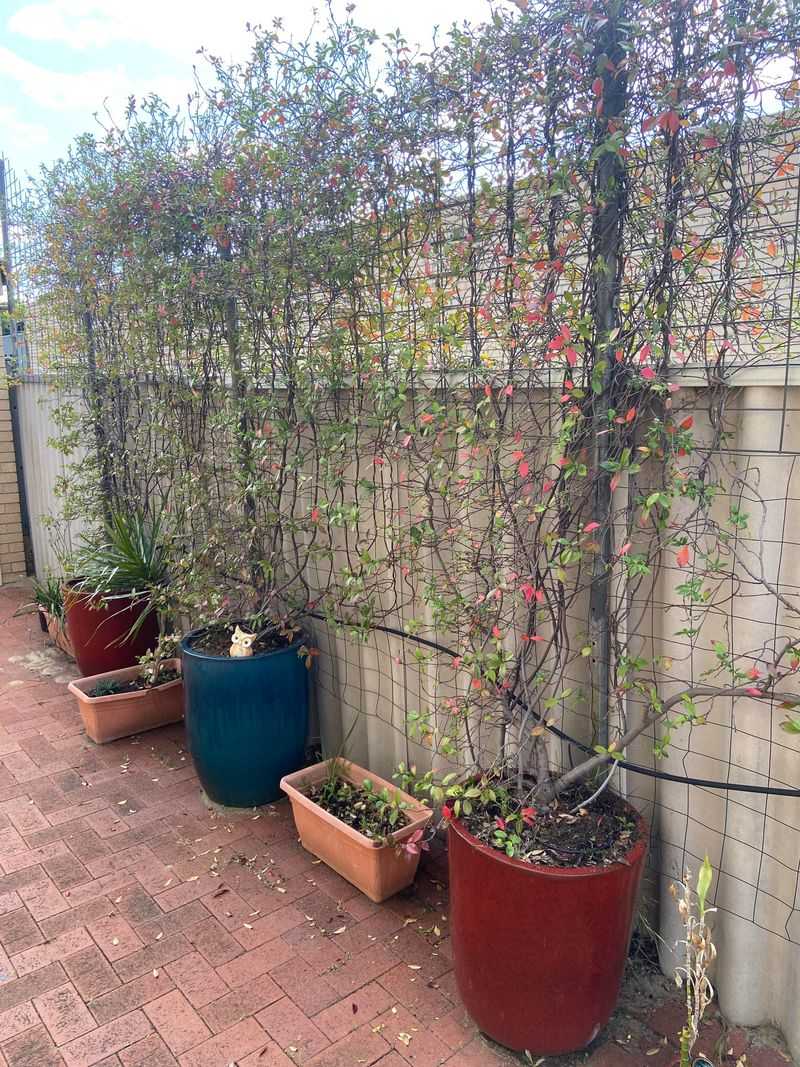 Star Jasmine Climbs In A Container
