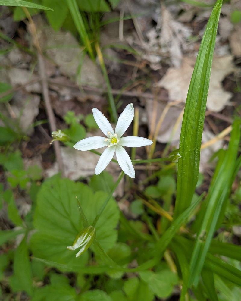 Star-Of-Bethlehem Star-Of-Bethlehem