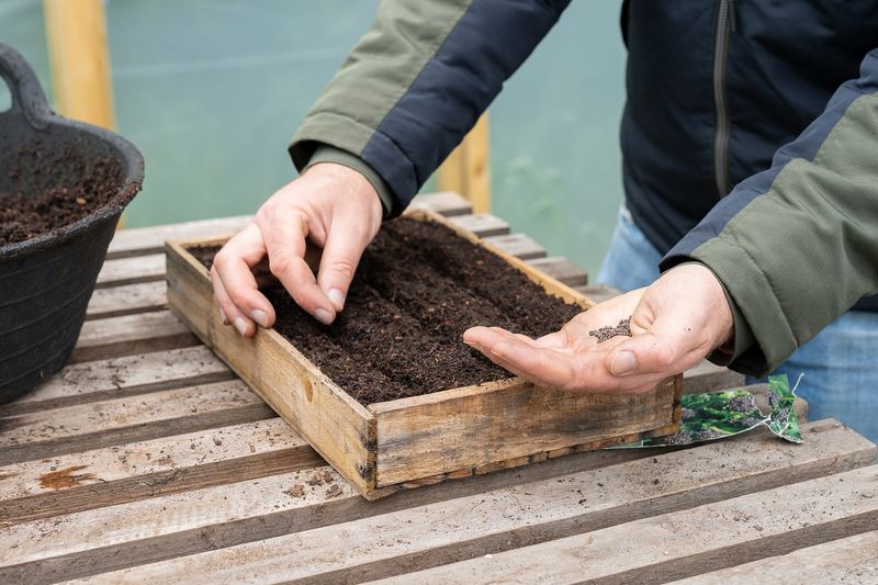 Start Broccoli Seeds For A Fall Crop Start Broccoli Seeds For A Fall Crop