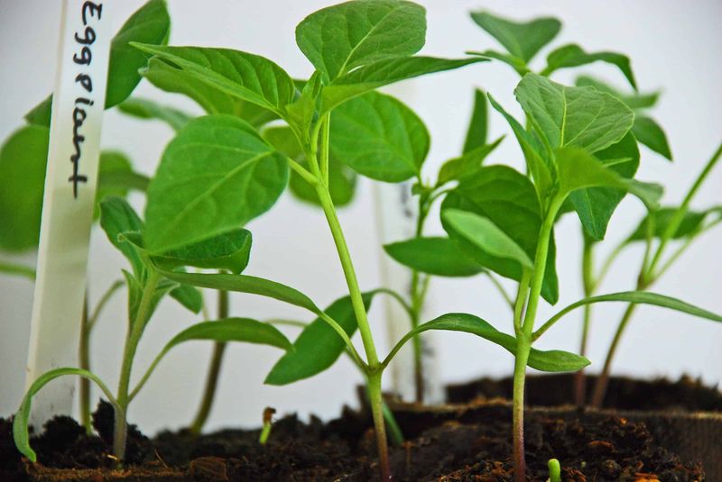 Start Eggplant While Days Are Still Long