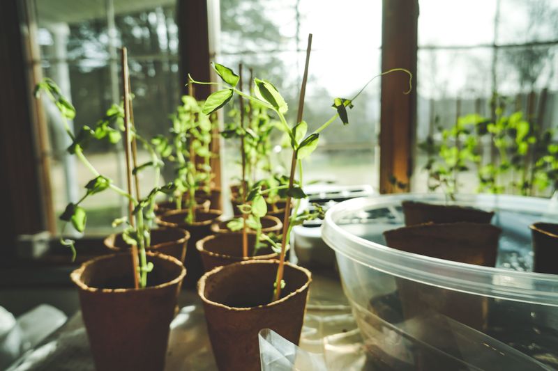 Start Fall Vegetable Seeds Indoors