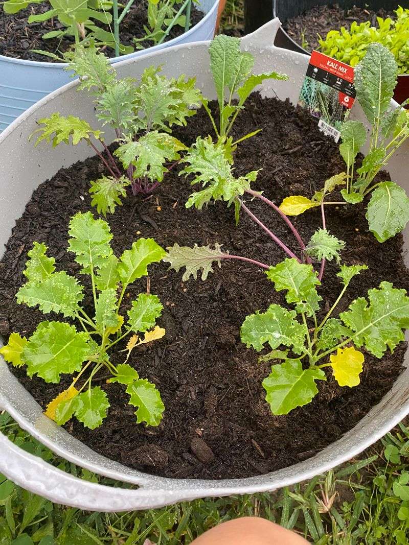 Start Kale For Fall Harvests Start Kale For Fall Harvests